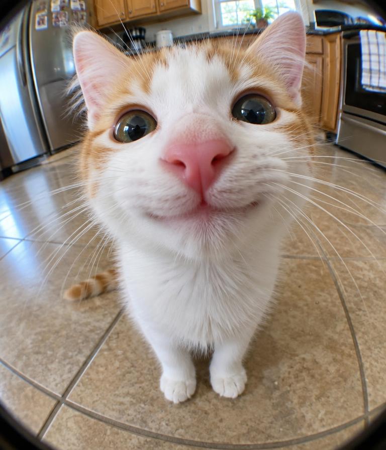 A happy cat smiling